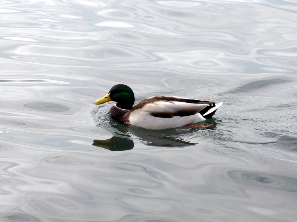 Lake Zurich duck